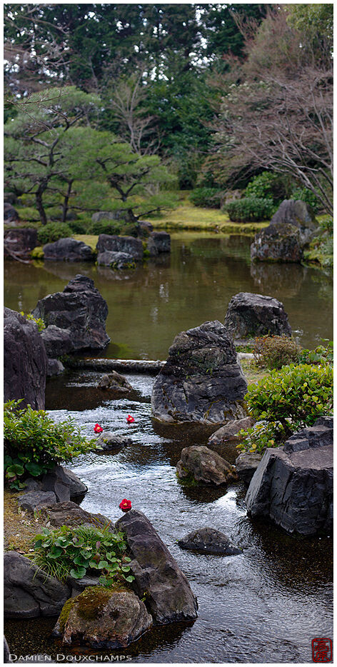 Three camellia flowers fallen on pond, Jonan-gu shrine, Kyoto, Japan