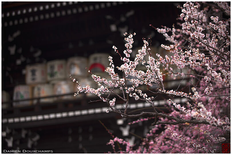 Plum blossoms near the front gate of Umenomiya shrine, Kyoto, Japan
