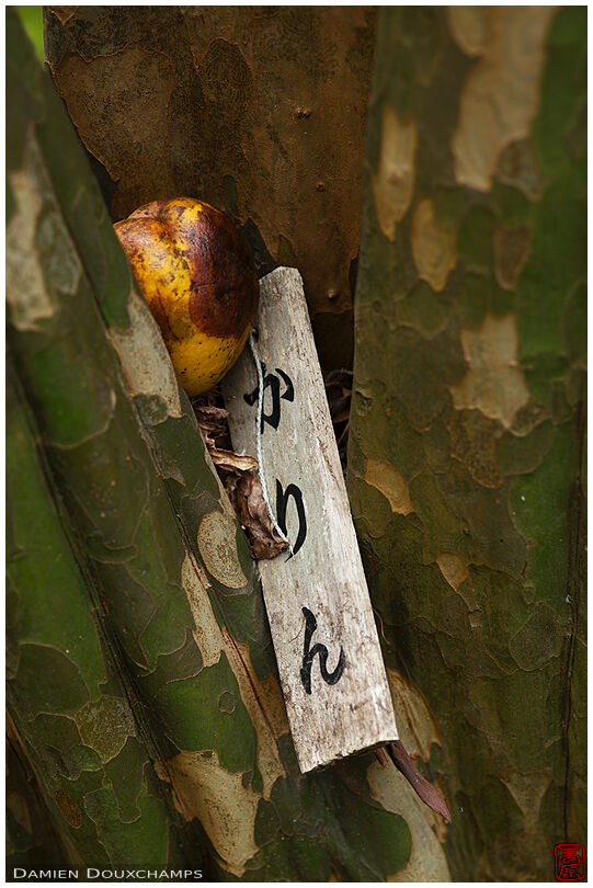 Karin fruit and sign locked between the branches of a karin tree, Reikan-ji temple, Kyoto, Japan
