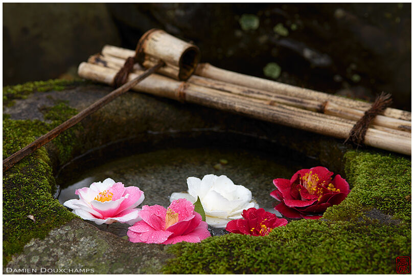 Camellia of various colours placed in a mossy tsukubai water basin, Reikan-ji temple, Kyoto, Japan