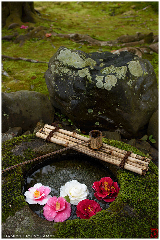 Moss-covered tsukubai water basin decorated with camellia flowers, Reikan-ji temple, Kyoto, Japan