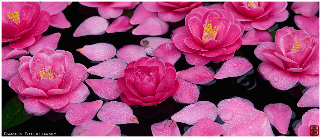 Pink camellia and petals on water basin, Reikan-ji temple, Kyoto, Japan