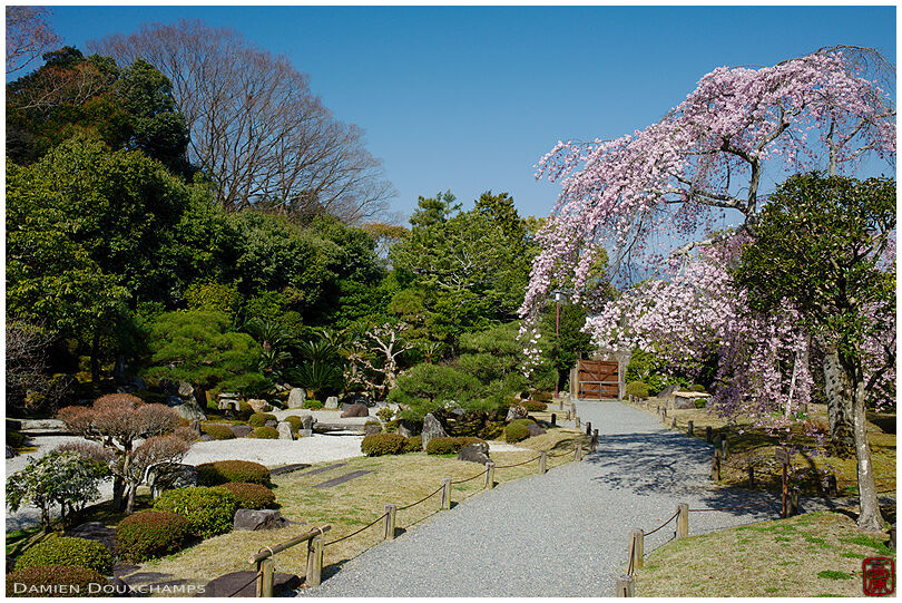 Shidare weeping cherry blossoms in the Yuzen-en garden, Kyoto, Japan