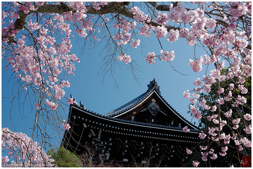 Cherry blossom in Yuzen-en gardens, Kyoto