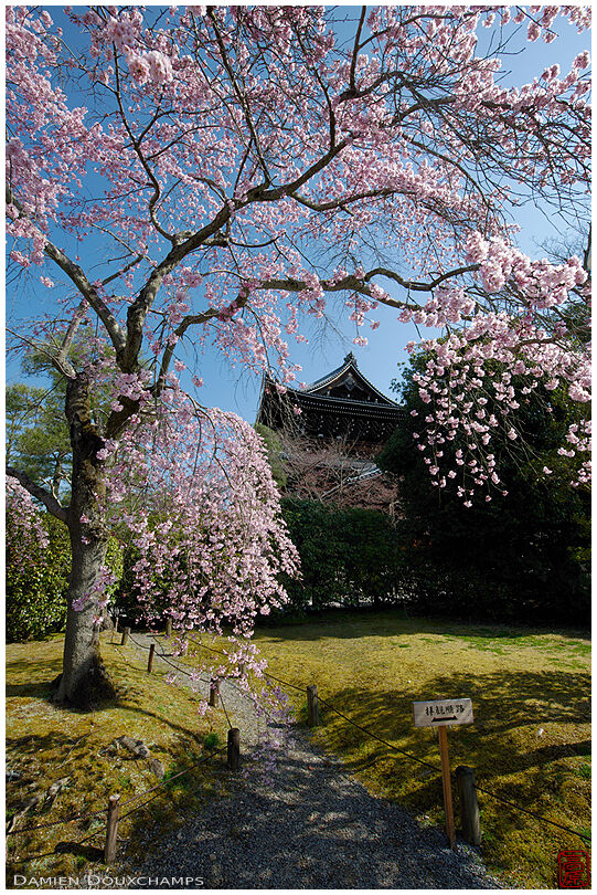 Cherry blossoms in the Yuzen-en garden at the foot of the massive entrance gate to Chion-in temple, Kyoto, Japan