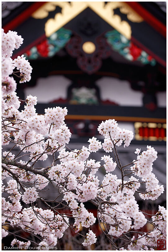 Blooming sakura and brightly colored roof decorations in Bishamon-do temple, Kyoto, Japan