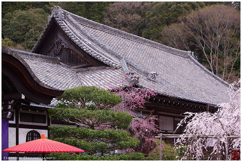 Cherry blossoms in Bishamondo temple, Kyoto, Japan