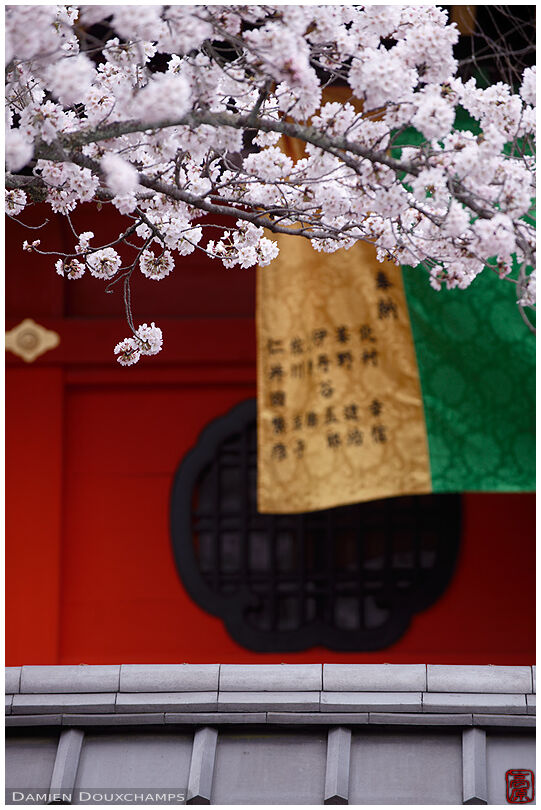 Blooming sakura, red temple facade and coloful flag, Bishamon-do, Kyoto, Japan