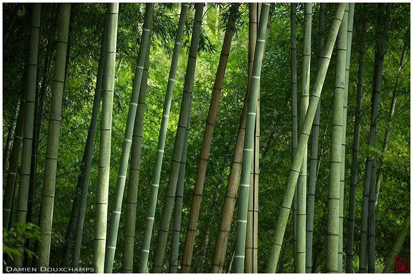 Bamboo grove in Bishamon-ji temple, Kyoto, Japan