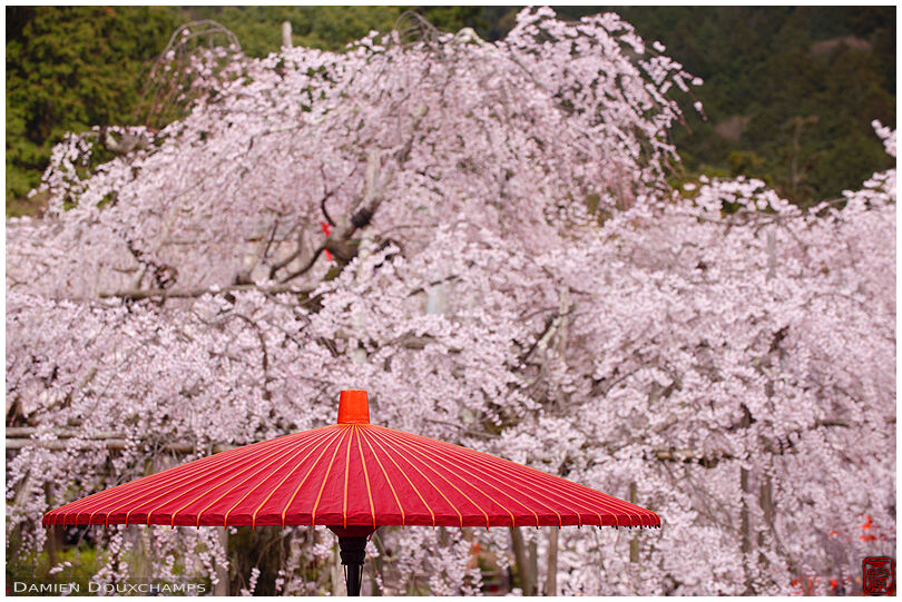 Traditional umbrella and cherry blossoms, Bishamon-do temple, Kyoto, Japan