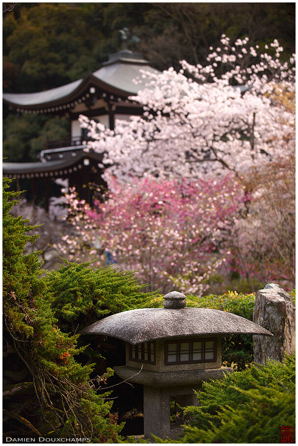 Stone lantern and spring blossoms, Kaju-ji temple, Kyoto, Japan