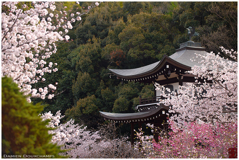 Cherry blossoms in Kaju-ji temple, Kyoto