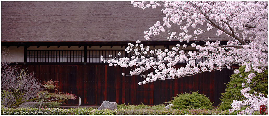 Cherry blossoms in Kaju-ji temple, Kyoto, Japan