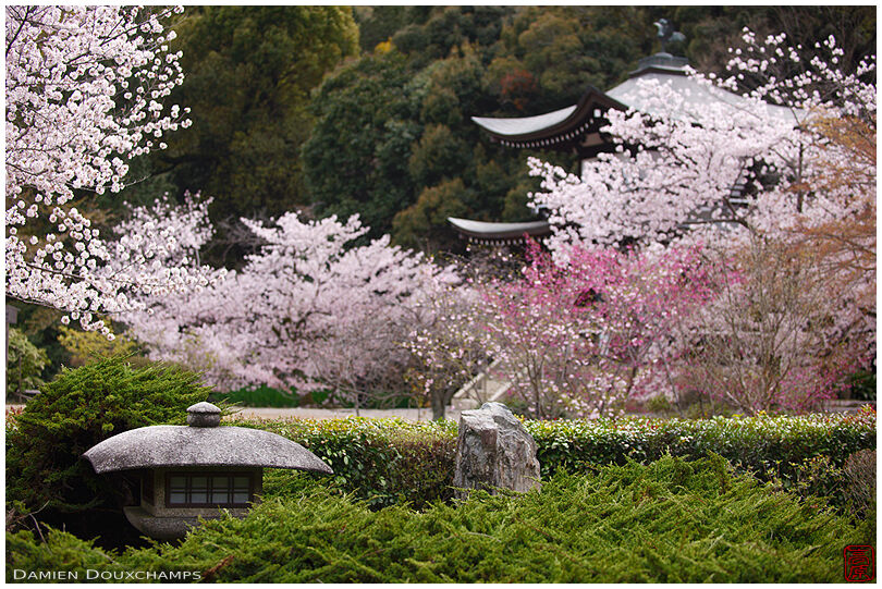 Lantern surrounded by cherry blossoms in Kaju-ji temple, Kyoto, Japan