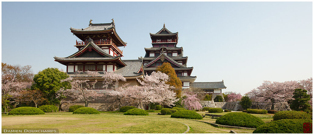 Cherry blossoms around Momoyama castle, Kyoto, Japan