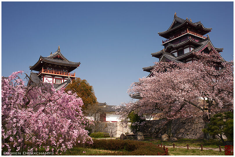 Pink cherry blossoms at the feet of the Fushimi-Momoyama castle towers, Kyoto, Japan