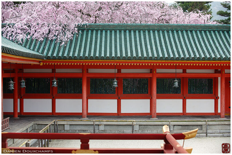 Pink cherry blossoms flowing over the roof of Heian-jingu shrine in Kyoto, Japan