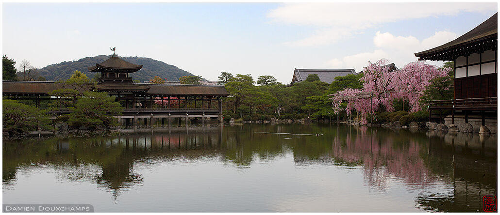 Pink shidare sakura blooming on the pond of the Heian shrine, Kyoto, Japan