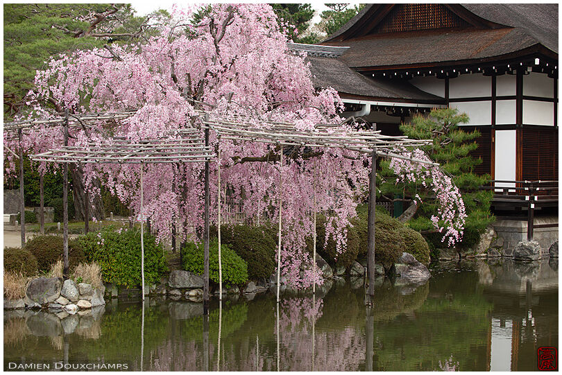 Weeping shidare cherry blossoms over Heian-jingu shrine pond, Kyoto, Japan