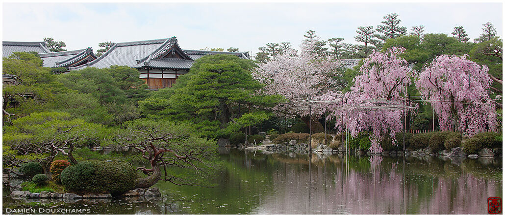 Pink shidare weeping cherry blossoms around the pond of Heian Jingu, Kyoto, Japan