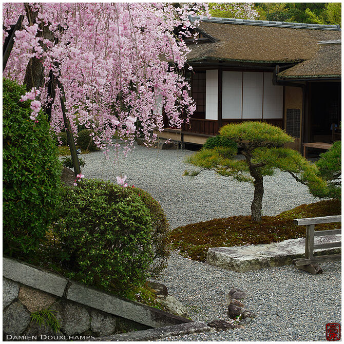 Weeping cherry blossom in Seiryu-tei, Kyoto, Japan