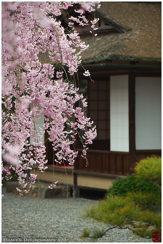 Flower-laden shidare cherry blossom and tea house in the Seiryu-tei, Kyoto, Japan