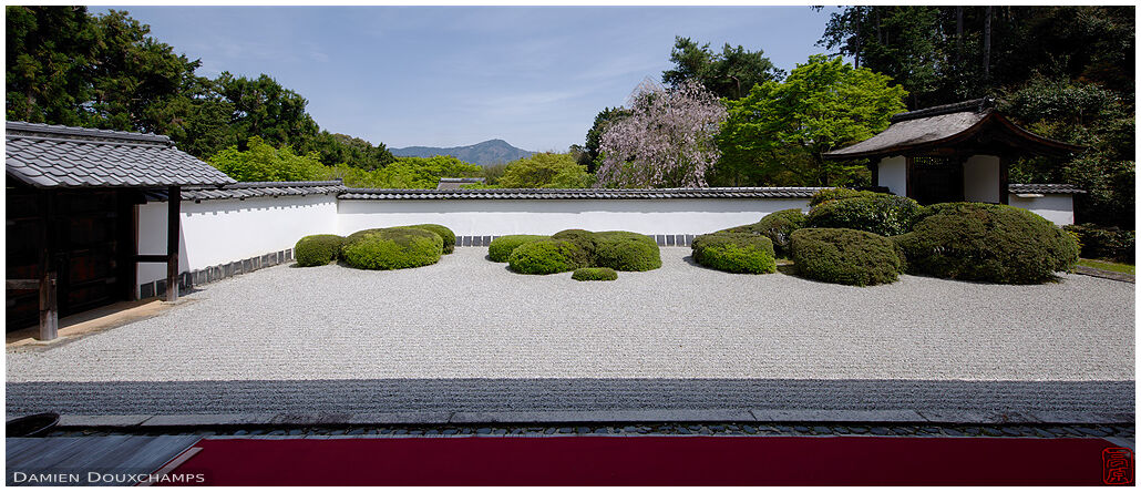 Shoden-ji temple rock garden with blooming sakura, Kyoto, Japan