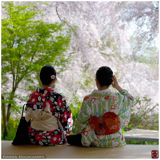 Young girls wearing kimono during cherry blossom, Haradani-en garden, Kyoto