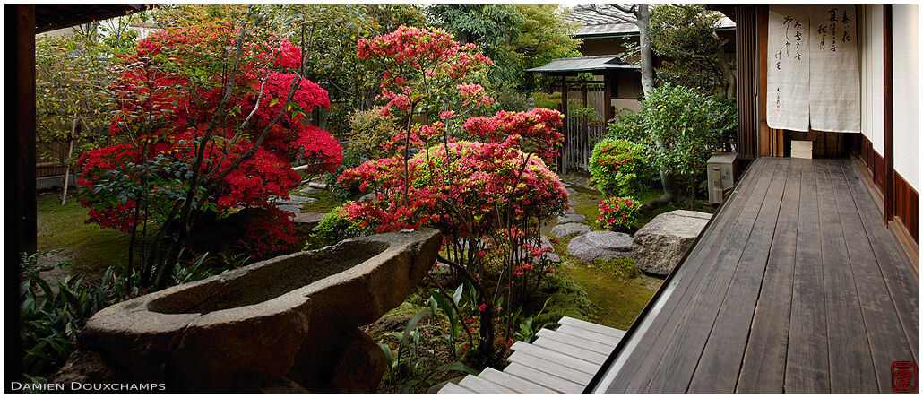 Water basin surrounded by red kirishima tsutsuji azaleas, Shōdeneigen-in temple, Kyoto, Japan