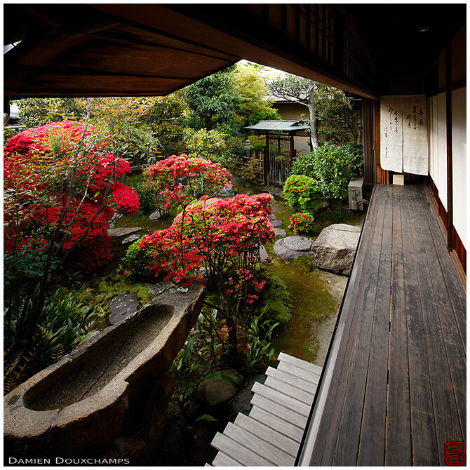 Dry tsukubai water basin and bright red kirishima rhododendrons in Shodeneigen-in temple, Kyoto, Japan