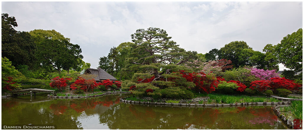 Azalea and rhododendron blooming season in the pond garden of Umemoniya shrine and its thatched roof tea house, Kyoto, Japan