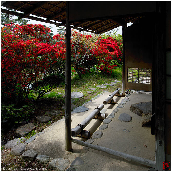 Red bushes around tea house on a small island of Umenomiya shrine garden, Kyoto, Japan