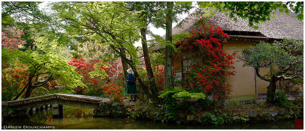Woman with hat exploring the tea house island of Umenomiya shrine during kirishima tsutsuji blooming season, Kyoto, Japan