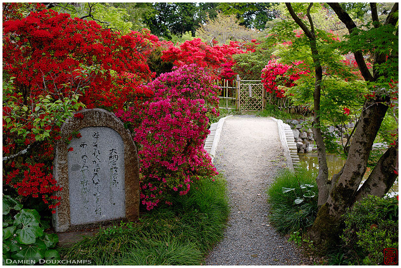 Rhododendrons blooming near a small bridge in the garden of Umenomiya shrine, Kyoto, Japan