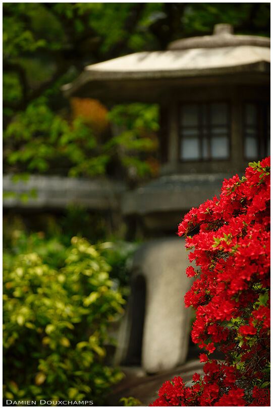 Red kirishima tsutsuki azaleas and large stone lantern, Kyoto, Japan