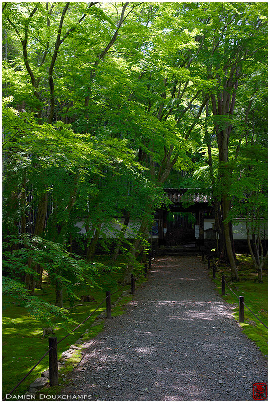 New green leaves in spring at the entrance of Jizō-in temple, Kyoto, Japan