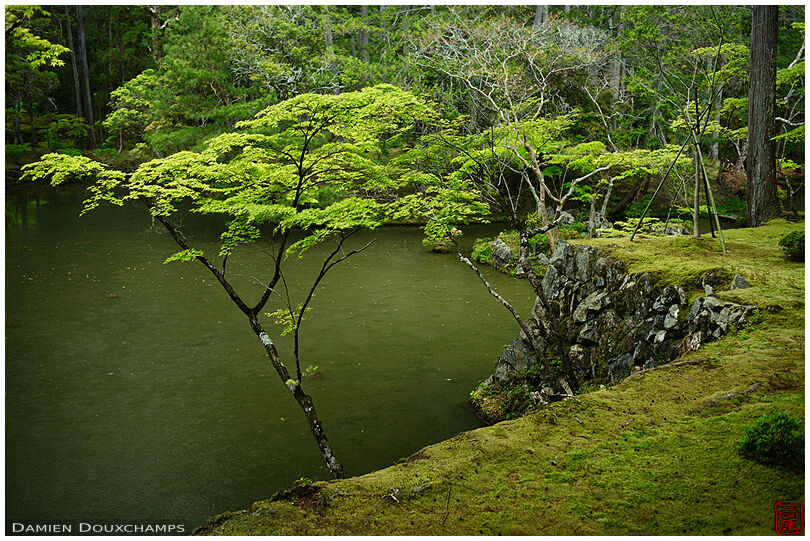 Green moss and maple trees around the main pond of Saiho-ji temple gardens, Kyoto, Japan