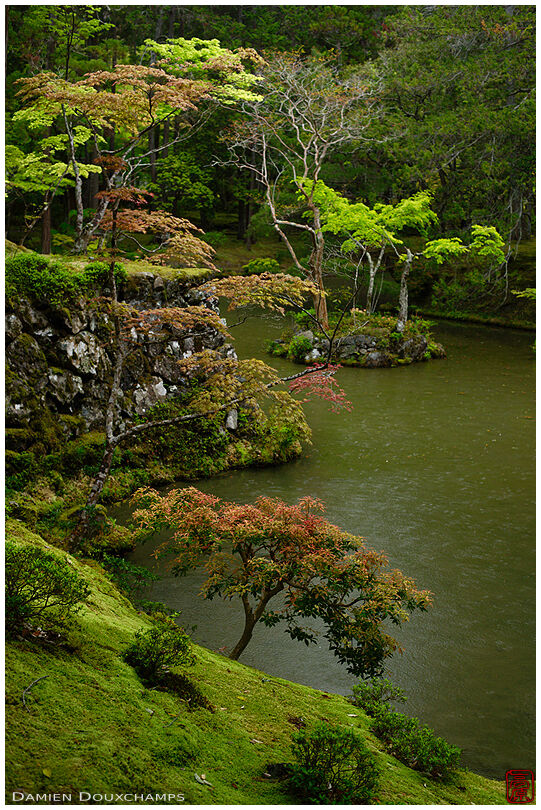 Rainy day in the moss garden of Saiho-ji temple, a UNESCO World Heritage site of Kyoto, Japan