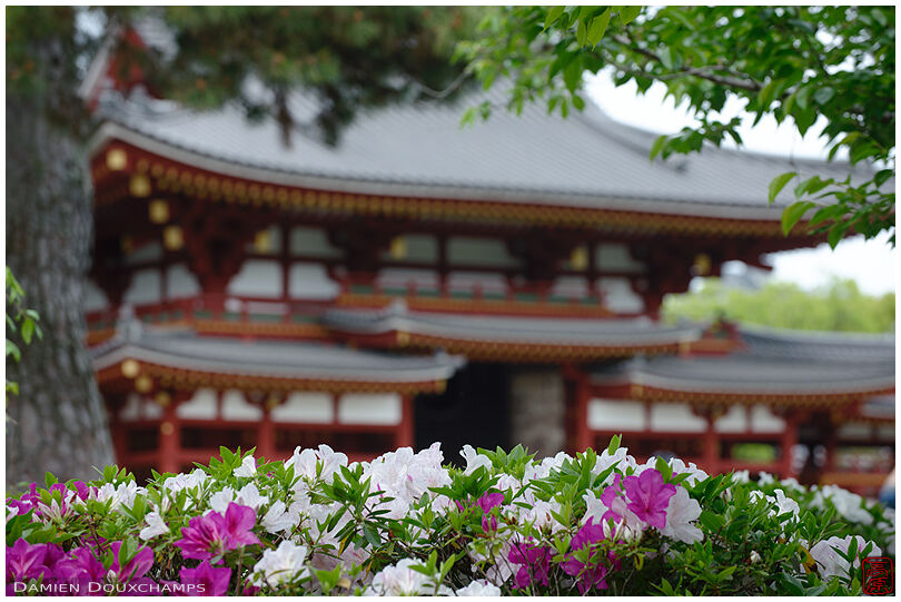 Rhododendron season in Byodo-in temple, Kyoto