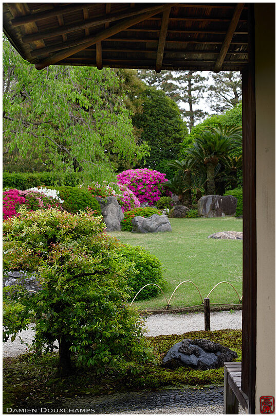Rhododendrons blooming in Jonan-gu shrine gardens, Kyoto, Japan