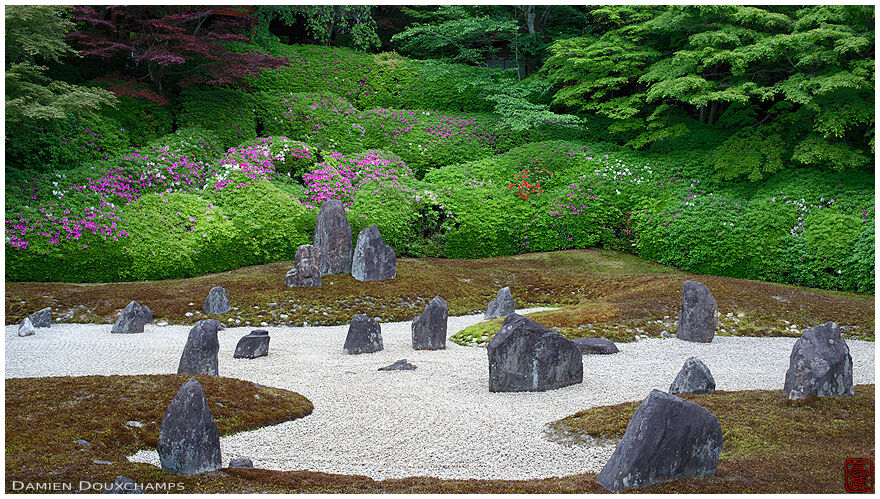 Sprinkle of pink and white colors as azalea start to bloom in Komyo-in temple rock garden, Kyoto, Japan