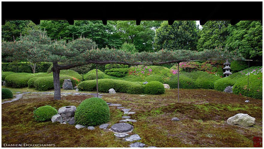 Ikkai-in moss and satsuki azalea garden and its central pine tree, Kyoto, Japan