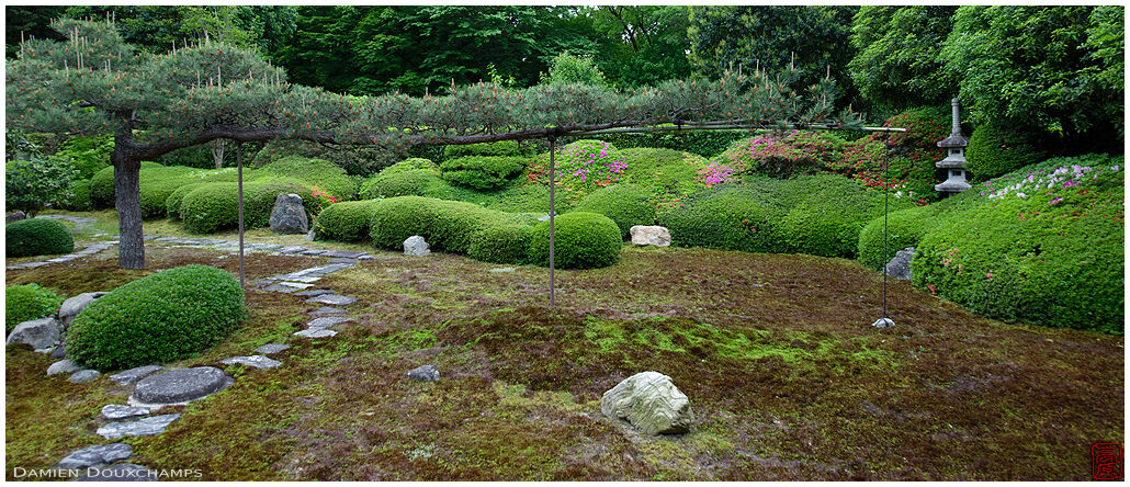 Early azalea blooming season in the Ikkai-in temple moss garden, Kyoto, Japan