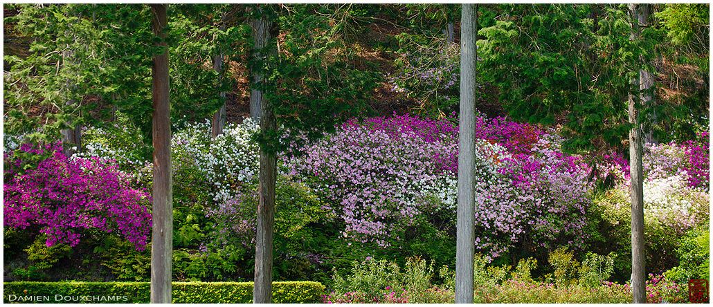 Blooming rhododendron trees in Mimuroto-ji temple, Kyoto, Japan