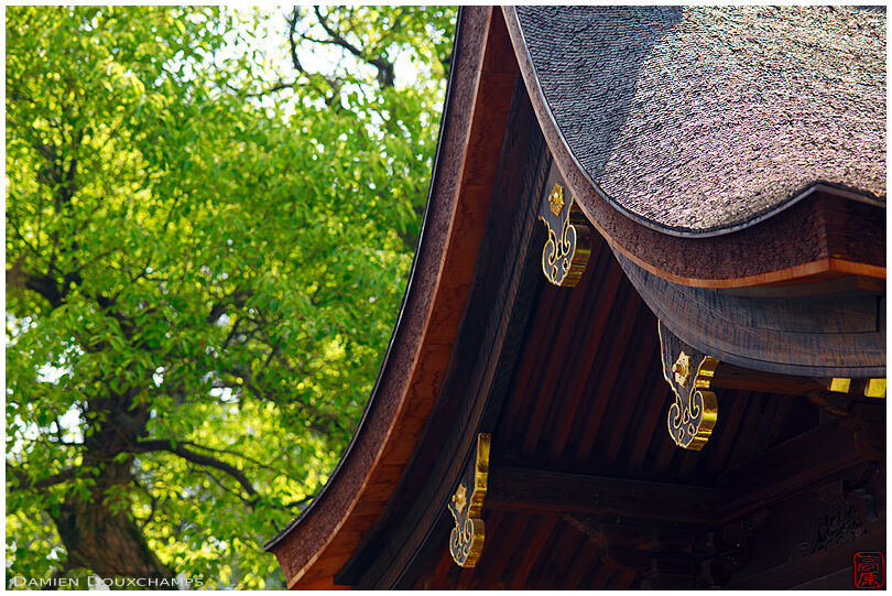 New spring green leaves around temple roof lines with golden accents, Shokoku-ji, Kyoto, Japan
