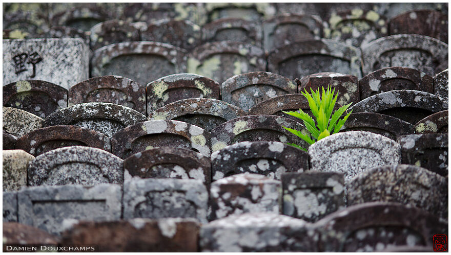 Green leaves peeking over rows of old tombstones, Honman-ji temple, Kyoto, Japan