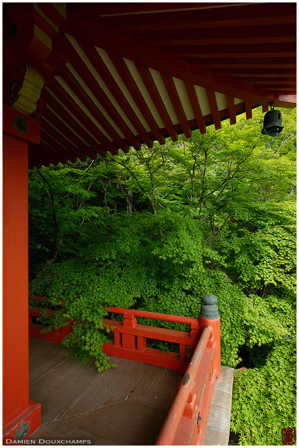 New green maple leaves around the Benten-do hall of Daigo-ji temple, Kyoto, Japan