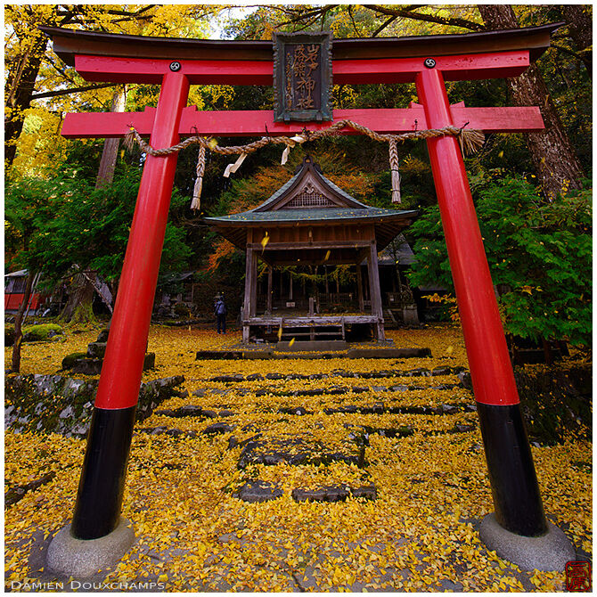 Red torii and carpet of yellow fallen ginkgo leaves, Iwato Ochiba shrine, Kyoto, Japan