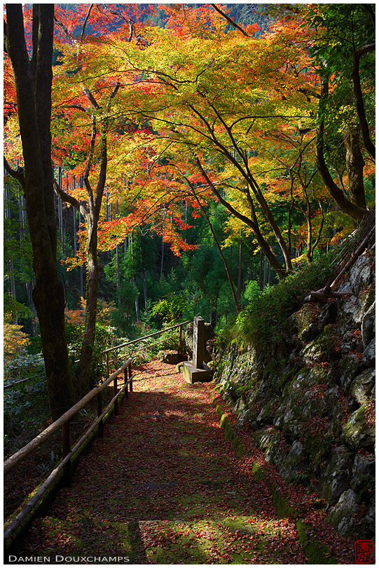 Sunlit maple trees over the narrow stairs leading to Soren-ji temple, Kyoto, Japan