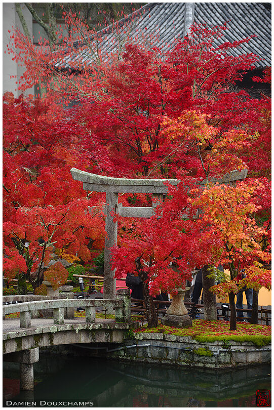 Stone torii gate lost in red momiji colors, Eikan-do temple, Kyoto, Japan